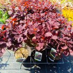 Škumpa vlasatá (Cotinus coggygria) ´ROYAL PURPLE´- výška 40-60 cm, kont. C3L